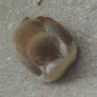 vogeldort.jpg
