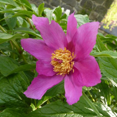 Paeonia_veitchii_oder_anomala_fars_2010.jpg