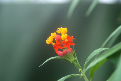 014_meise_bluete07.jpg