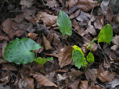 Arum_maculatum_gefleckt.jpg