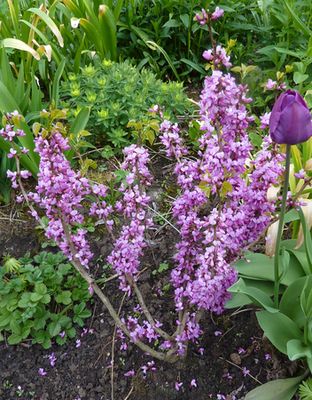 Cercis_chinensis_Avondale_fars_2010.jpg