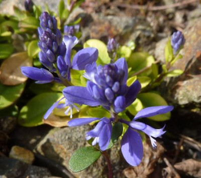 Polygala_calcarea_fars_2010.jpg
