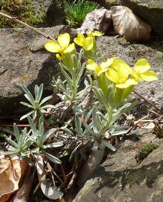 Degenia_velebitica_fars_2010.jpg