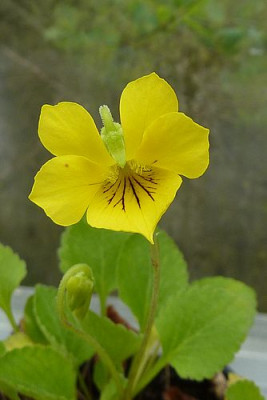 Viola_reichei_fars_2010.jpg