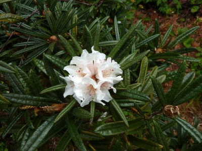 Rhododendron_roxieanum_var._oreonastes_fars_2010.jpg