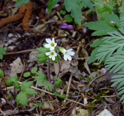 DSCF0426_ePrimula_takedana.JPG