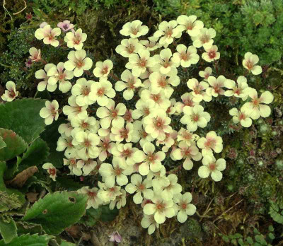 comp_Saxifraga_1.jpg