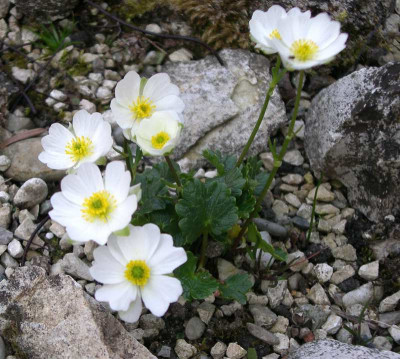 comp_Ranunculus_alpestris.jpg
