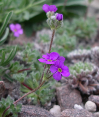 comp_Androsace_robusta_ssp._purpurea_21.04.10.jpg