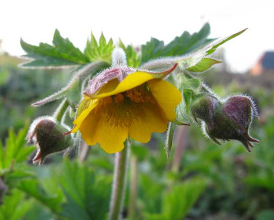 Geum_Gelbe_Schwester_800x600.jpg