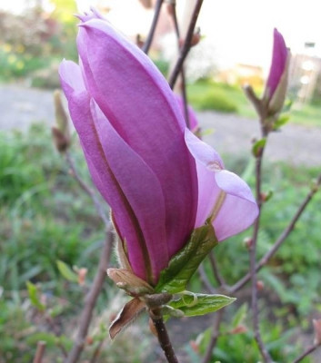 Magnolia_Susan_800x600.jpg
