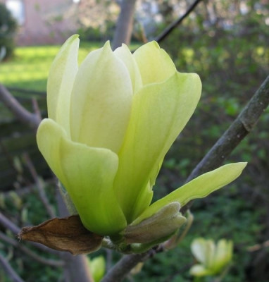 Magnolia_Butterflies_Blute_800x600.jpg