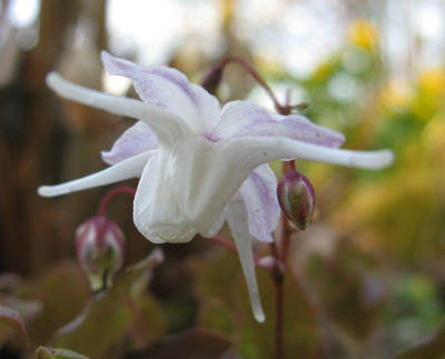 Epimedium_Rose_Queen_oder_Lilafee_800x600.jpg