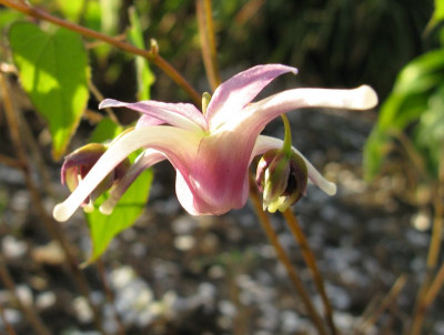 Epimedium_Pseudo_Larchmont_1_800x600.jpg