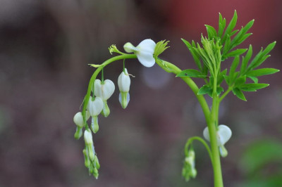 Dicentra-_Samling_01_01.JPG
