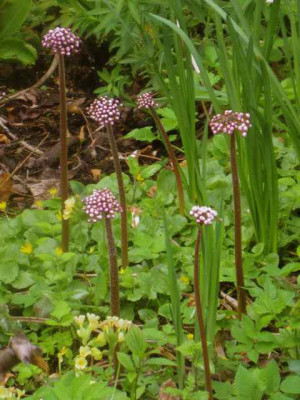 Darmera_peltata_IMG_5469.JPG