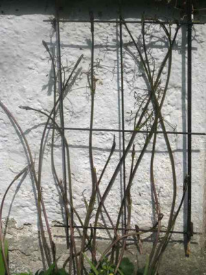 Clematis_Kaiu_Triebe_IMG_5473.JPG