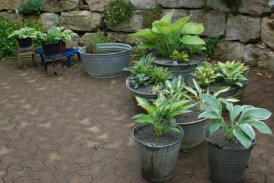 Hostas_in_Zinkwannen__0010___S3_51264.jpg
