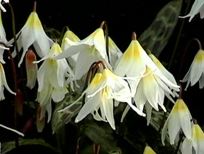 Erythronium-californicum-Wh.jpg