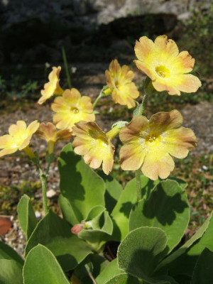 DSCF0622.JPG