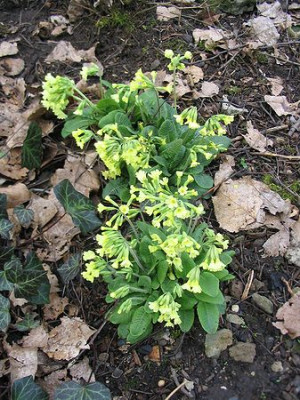 Primula_elatior_2.jpg