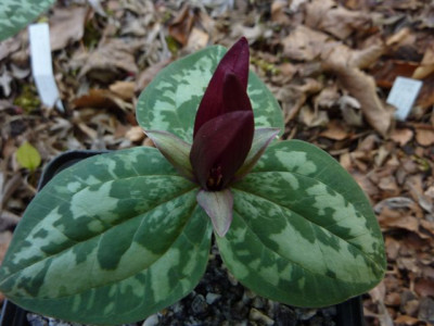Trillium_decumbens_2010.jpg
