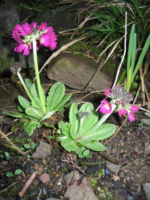 Primula_farinosa_2.jpg