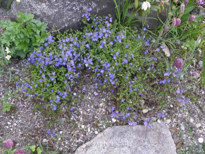 comp_Veronica_peduncularis_Georgia_Blue.jpg