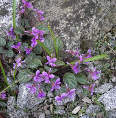 comp_Viola_variegata_28.04.10.jpg