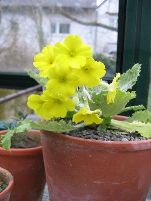 Primula_boveana_2.jpg