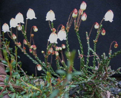 Cassiope_Kathleen_Dryden__23.4.10._066.jpg