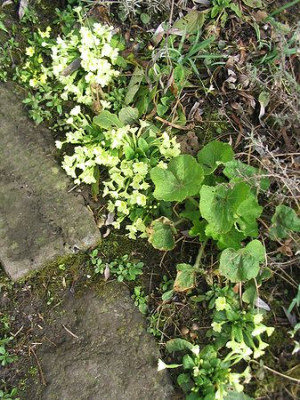 Primula_vulgaris_2.jpg