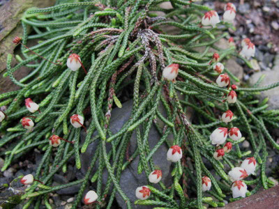 Cassiope_lycopodioides__23.4.10._069.jpg