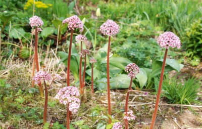 darmera_peltata_2010.jpg