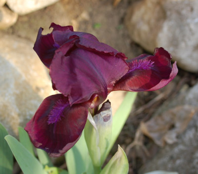 Bartiris_0010__3990.jpg