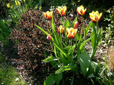 tulipa_gavota_2010-04-25_240.jpg