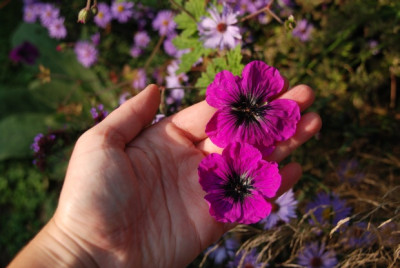 geranium_dragon_heart_ende_september_2009.jpg