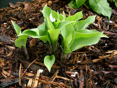 hosta_harmony_2010-04-26_330.jpg