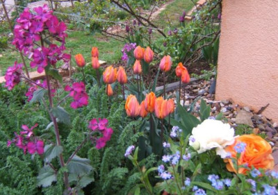 Lunaria_irene_recreado.JPG