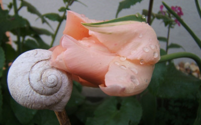 DSCF7536.JPG