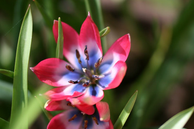 TulpenIMG_5857jpg.jpg