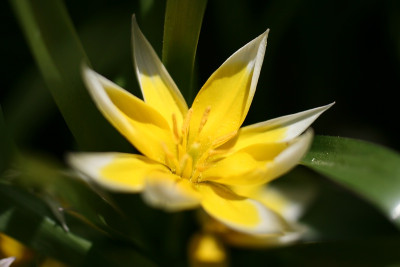 TulpenIMG_5856jpg.jpg