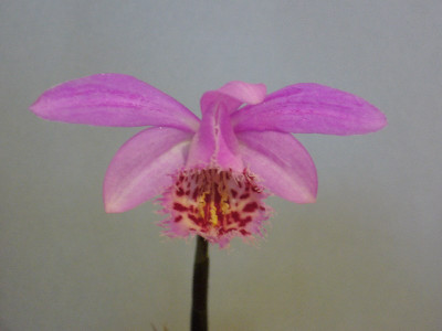 Pleione_Marco_Polo_800x800_80KB.jpg