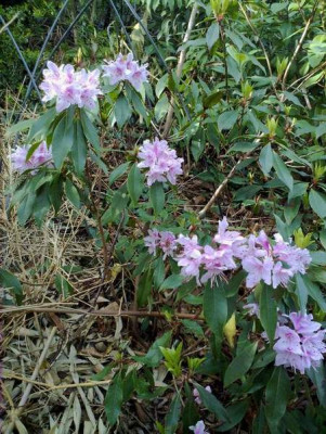 Kopie_von_280420102122R._siderophyllum_AC_4312.jpg