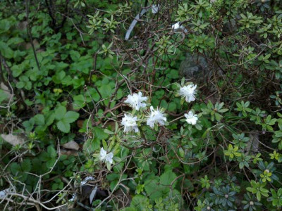 Kopie_von_290420102131R._orthocladum_var._orthocladum_Microleucum_F.20488.jpg
