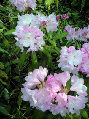 Kopie_von_290420102136R._degronianum_ssp._degronianum_Nishishongi_Pen.jpg