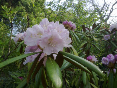Kopie_von_290420102137R._degronianum_ssp._heptamerum_var._heptamerum_C.W.Kyushu.jpg