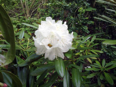 Kopie_von_290420102138R._degronianum_ssp._heptamerum_var._heptamerum_Albiflorum.jpg