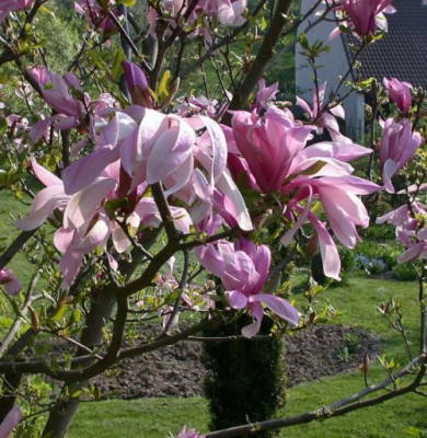 Magnolia_Ricki003.jpg