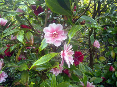 Kopie_von_260420102080C.jap.rusticanaFukurin_Ikkyo.jpg